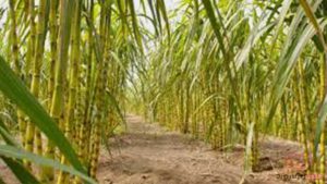 Manfaat Manisnya Air Tebu Bagi Kesehatan Tubuh