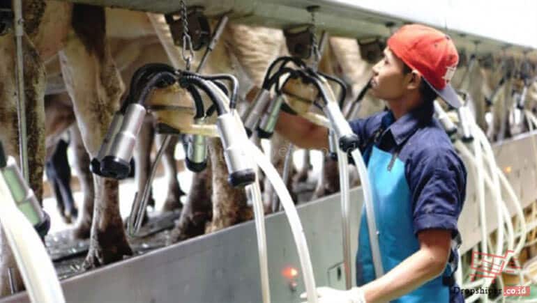 Cara Mengetahui Susu Sapi Murni