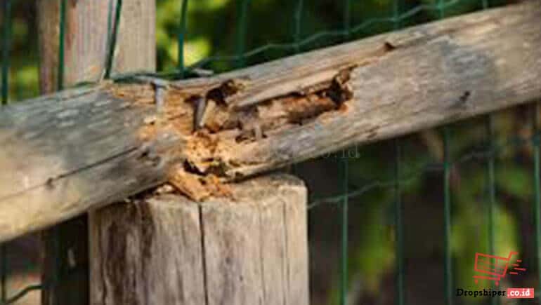 Hal Yang Menyebabkan Pelapukan Kayu