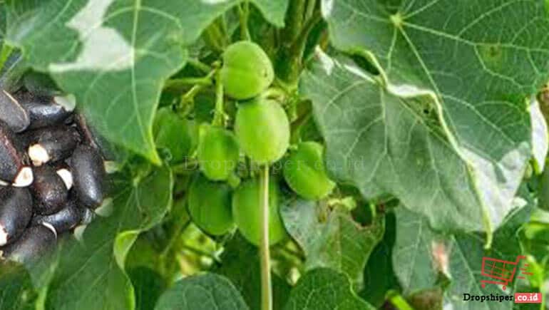 Manfaat Daun Jarak Beserta Bijinya Yang Begitu Hebat