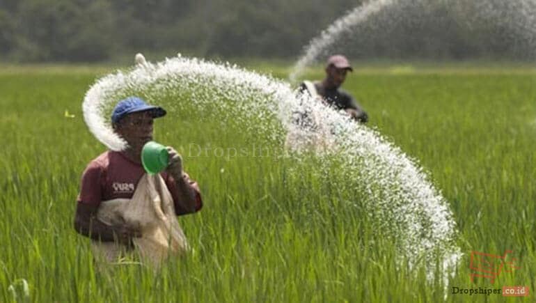 Pemupukan Tanaman Padi Yang Baik