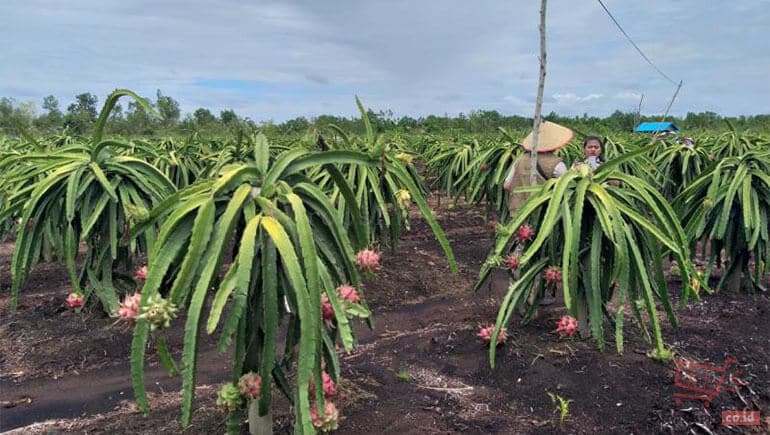 Syarat Budidaya Buah Naga Berkualitas