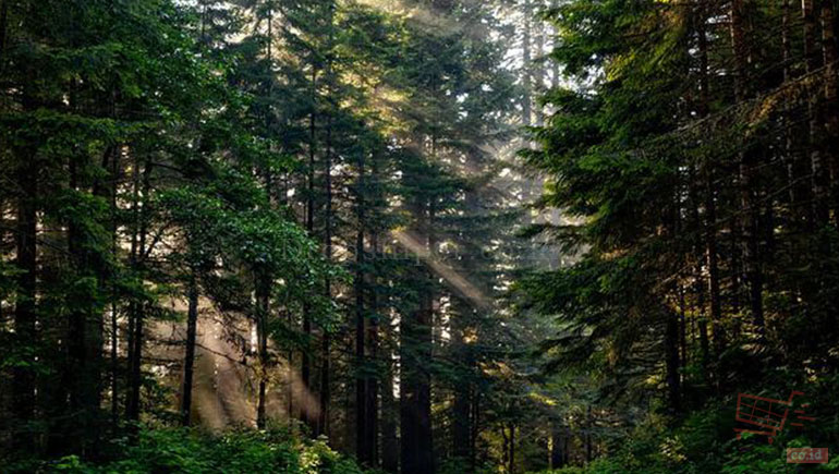 6 Manfaat Hutan Lindung Dan Penyebarannya