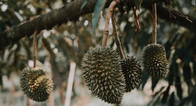 Cara Lengkap Menanam Durian Musang King Bagi Pemula