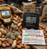 Bahaya aflatoksin kacang tanah almond di gudang faktor risiko aktivitas air aw suhu RH kondensasi Aspergillus flavus monitoring kadar air moisture meter bukan deteksi aflatoksin